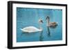 Two Swans-Vakhrushev Pavel-Framed Photographic Print