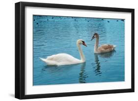 Two Swans-Vakhrushev Pavel-Framed Photographic Print