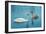 Two Swans-Vakhrushev Pavel-Framed Photographic Print