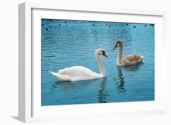 Two Swans-Vakhrushev Pavel-Framed Photographic Print