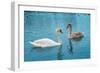 Two Swans-Vakhrushev Pavel-Framed Photographic Print