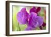 Two Sweet Pea Flowers-Cora Niele-Framed Photographic Print