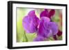 Two Sweet Pea Flowers-Cora Niele-Framed Photographic Print