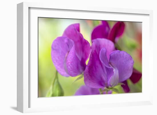 Two Sweet Pea Flowers-Cora Niele-Framed Photographic Print