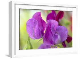 Two Sweet Pea Flowers-Cora Niele-Framed Photographic Print