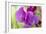 Two Sweet Pea Flowers-Cora Niele-Framed Photographic Print