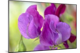Two Sweet Pea Flowers-Cora Niele-Mounted Photographic Print