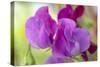 Two Sweet Pea Flowers-Cora Niele-Stretched Canvas