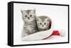 Two Tabby Kittens in a Father Christmas Hat-Mark Taylor-Framed Stretched Canvas