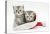 Two Tabby Kittens in a Father Christmas Hat-Mark Taylor-Stretched Canvas