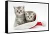 Two Tabby Kittens in a Father Christmas Hat-Mark Taylor-Framed Stretched Canvas