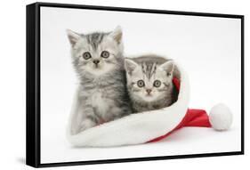 Two Tabby Kittens in a Father Christmas Hat-Mark Taylor-Framed Stretched Canvas