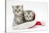 Two Tabby Kittens in a Father Christmas Hat-Mark Taylor-Stretched Canvas