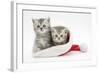 Two Tabby Kittens in a Father Christmas Hat-Mark Taylor-Framed Photographic Print