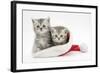 Two Tabby Kittens in a Father Christmas Hat-Mark Taylor-Framed Photographic Print