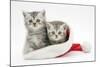 Two Tabby Kittens in a Father Christmas Hat-Mark Taylor-Mounted Photographic Print