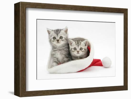 Two Tabby Kittens in a Father Christmas Hat-Mark Taylor-Framed Photographic Print