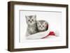 Two Tabby Kittens in a Father Christmas Hat-Mark Taylor-Framed Photographic Print