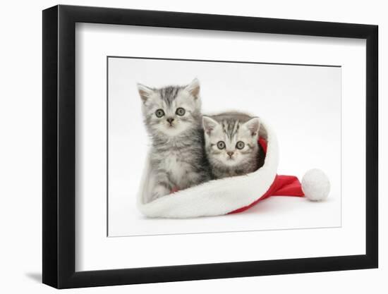 Two Tabby Kittens in a Father Christmas Hat-Mark Taylor-Framed Photographic Print