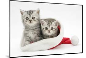 Two Tabby Kittens in a Father Christmas Hat-Mark Taylor-Mounted Photographic Print