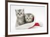 Two Tabby Kittens in a Father Christmas Hat-Mark Taylor-Framed Photographic Print