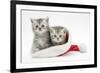 Two Tabby Kittens in a Father Christmas Hat-Mark Taylor-Framed Photographic Print