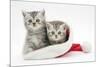 Two Tabby Kittens in a Father Christmas Hat-Mark Taylor-Mounted Photographic Print