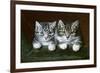 Two Tabby Kittens-Horatio Henry Couldery-Framed Giclee Print