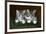 Two Tabby Kittens-Horatio Henry Couldery-Framed Giclee Print