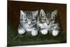 Two Tabby Kittens-Horatio Henry Couldery-Mounted Giclee Print