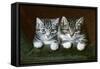 Two Tabby Kittens-Horatio Henry Couldery-Framed Stretched Canvas