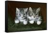 Two Tabby Kittens-Horatio Henry Couldery-Framed Stretched Canvas