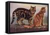 Two Tabbys on a Wall-W. Luker-Framed Stretched Canvas