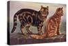 Two Tabbys on a Wall-W. Luker-Stretched Canvas