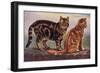 Two Tabbys on a Wall-W. Luker-Framed Art Print