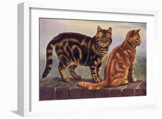 Two Tabbys on a Wall-W. Luker-Framed Art Print