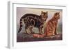 Two Tabbys on a Wall-W. Luker-Framed Art Print