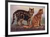 Two Tabbys on a Wall-W. Luker-Framed Premium Giclee Print