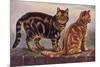 Two Tabbys on a Wall-W. Luker-Mounted Premium Giclee Print