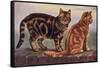 Two Tabbys on a Wall-W. Luker-Framed Stretched Canvas