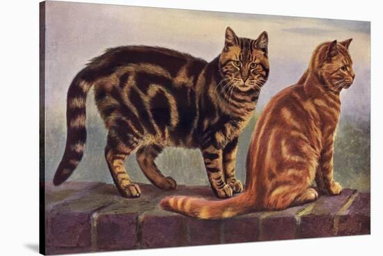 Two Tabbys on a Wall-W. Luker-Stretched Canvas