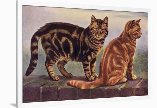 Two Tabbys on a Wall-W. Luker-Framed Art Print