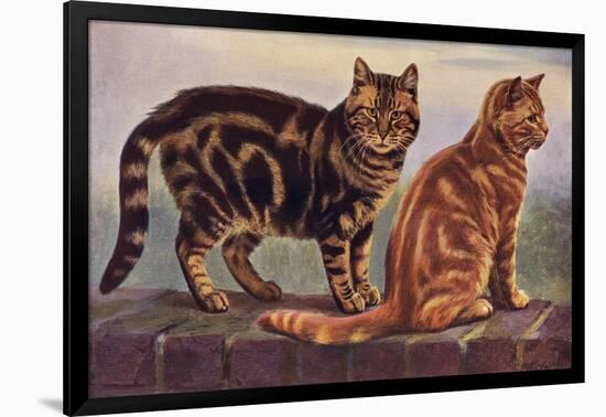 Two Tabbys on a Wall-W. Luker-Framed Art Print