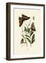 Two-Tailed Pasha, 1833-39-null-Framed Giclee Print