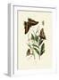 Two-Tailed Pasha, 1833-39-null-Framed Giclee Print