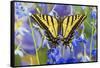 Two-Tailed Swallowtail Butterfly-Darrell Gulin-Framed Stretched Canvas