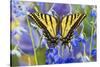 Two-Tailed Swallowtail Butterfly-Darrell Gulin-Stretched Canvas