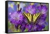 Two-Tailed Swallowtail Butterfly-Darrell Gulin-Framed Stretched Canvas