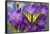 Two-Tailed Swallowtail Butterfly-Darrell Gulin-Framed Stretched Canvas