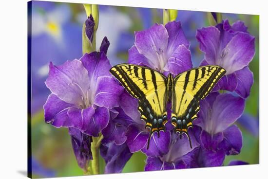 Two-Tailed Swallowtail Butterfly-Darrell Gulin-Stretched Canvas